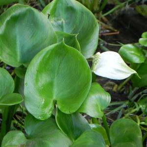  - Calla palustris L. [1753]