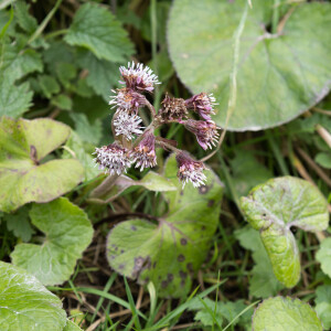 Photographie n°2553511 du taxon Petasites pyrenaicus (L.) G.López [1986]