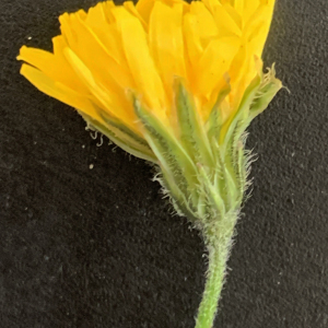 Photographie n°2553519 du taxon Crepis sancta (L.) Bornm. [1913]