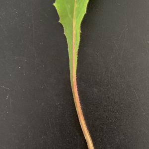 Photographie n°2553523 du taxon Crepis sancta (L.) Bornm. [1913]