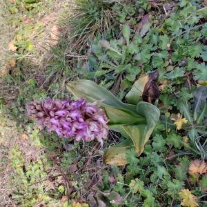 Photographie n°2553724 du taxon Himantoglossum robertianum (Loisel.) P.Delforge