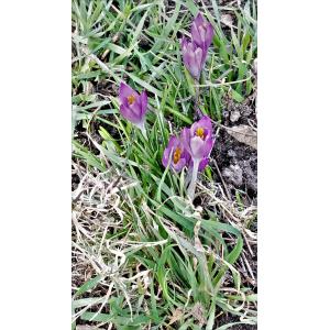 Crocus tommasinianus Herb. (Crocus de Tommasini)