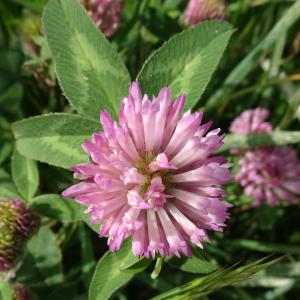 Photographie n°2553782 du taxon Trifolium pratense L.