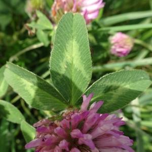 Photographie n°2553783 du taxon Trifolium pratense L.