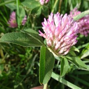 Photographie n°2553784 du taxon Trifolium pratense L.