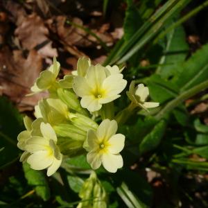 Photographie n°2553822 du taxon Primula elatior subsp. elatior 