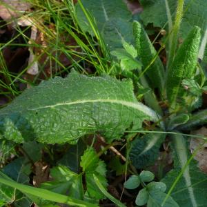 Photographie n°2553824 du taxon Primula elatior subsp. elatior 