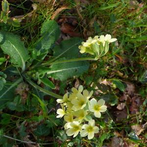 Photographie n°2553825 du taxon Primula elatior subsp. elatior 