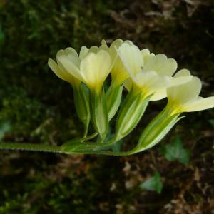 Photographie n°2553829 du taxon Primula elatior subsp. elatior