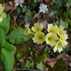 Photographie n°2553831 du taxon Primula elatior subsp. elatior