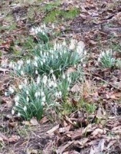 Photographie n°2553860 du taxon Galanthus nivalis L. [1753]