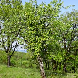 Photographie n°2553868 du taxon Pyrus communis L. [1753]