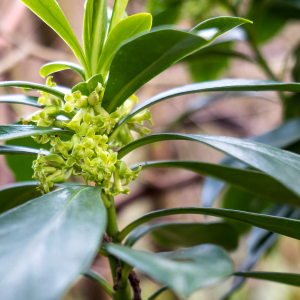 Photographie n°2553879 du taxon Daphne laureola L. [1753]