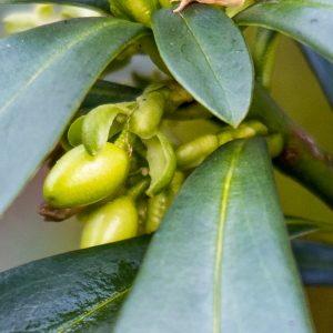 Photographie n°2553881 du taxon Daphne laureola L. [1753]