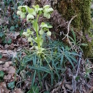 Photographie n°2553927 du taxon Helleborus foetidus L.