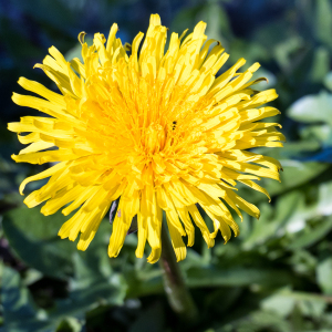 Photographie n°2553935 du taxon Taraxacum officinale F.H.Wigg. [1780]