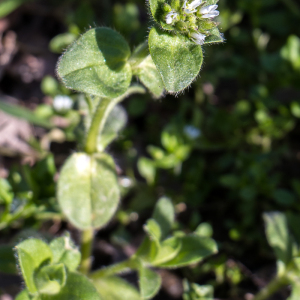 Photographie n°2553945 du taxon Cerastium glomeratum Thuill.