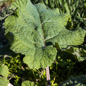 Photographie n°2553947 du taxon Arctium lappa L.