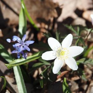 Photographie n°2553959 du taxon Anemone nemorosa L. [1753]