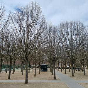 Photographie n°2553979 du taxon Tilia europaea subsp. parvifolia Ehrh.