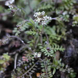 Photographie n°2553998 du taxon Hornungia petraea (L.) Rchb.