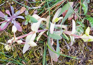 Christine Jourdan, le 16 mars 2023 (Beaumont)