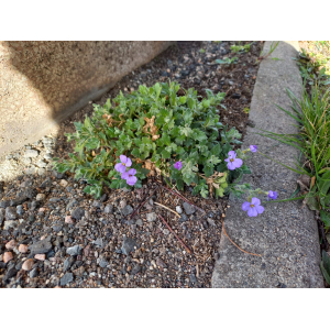 Aubrieta sp.