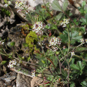 Photographie n°2554014 du taxon Hornungia petraea (L.) Rchb.