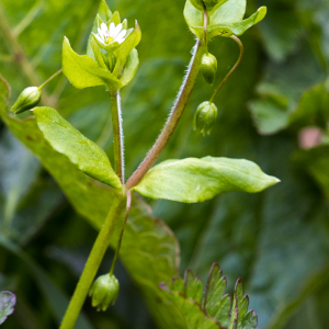 Photographie n°2554040 du taxon Stellaria media (L.) Vill.