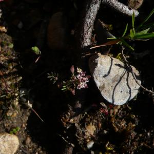 Photographie n°2554075 du taxon Hornungia petraea (L.) Rchb. [1838]