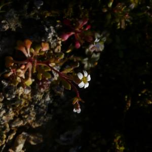 Photographie n°2554081 du taxon Saxifraga tridactylites L.