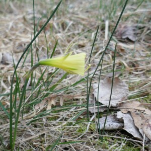 Photographie n°2554097 du taxon Narcissus gigas (Haw.) Steud. [1841]