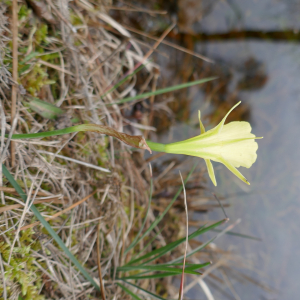 Photographie n°2554098 du taxon Narcissus gigas (Haw.) Steud. [1841]