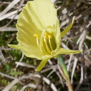 Photographie n°2554101 du taxon Narcissus gigas (Haw.) Steud. [1841]