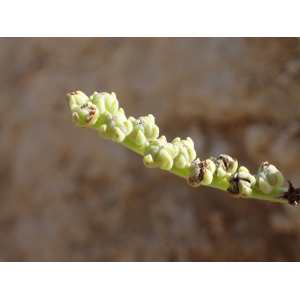 Heliotropium curassavicum L. (Absent bòd-lanmè)