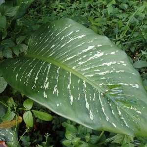 Photographie n°2554199 du taxon Dieffenbachia seguine (Jacq.) Schott