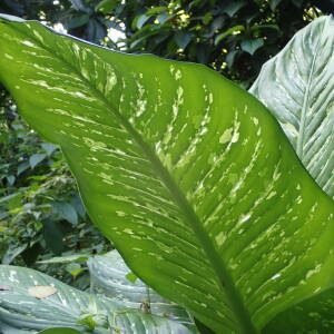 Photographie n°2554200 du taxon Dieffenbachia seguine (Jacq.) Schott