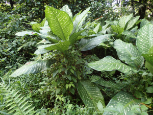 Sylvain Piry, le 28 janvier 2023 (Sainte-Marie (Martinique, Sainte-Marie, Forêt de Reculée (415 m)))