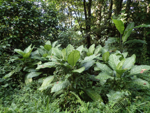 Sylvain Piry, le 28 janvier 2023 (Sainte-Marie (Martinique, Sainte-Marie, Forêt de Reculée (415 m)))