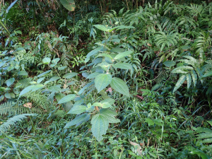 Sylvain Piry, le 28 janvier 2023 (Sainte-Marie (Martinique, Sainte-Marie, Forêt de Reculée (418 m)))