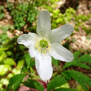 Photographie n°2554228 du taxon Anemone nemorosa L.