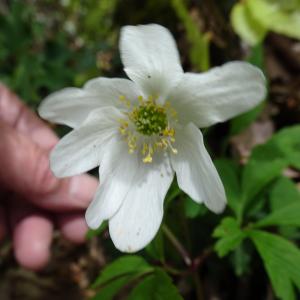 Photographie n°2554229 du taxon Anemone nemorosa L.