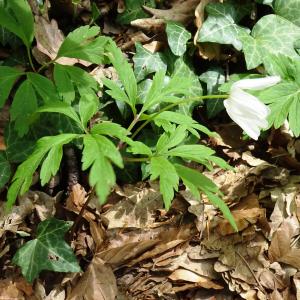 Photographie n°2554230 du taxon Anemone nemorosa L.