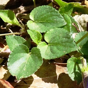 Photographie n°2554236 du taxon Viola canina L. [1753]