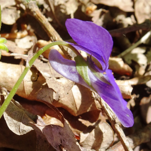 Photographie n°2554237 du taxon Viola canina L. [1753]