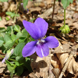 Photographie n°2554238 du taxon Viola canina L. [1753]
