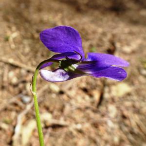 Photographie n°2554239 du taxon Viola canina L. [1753]