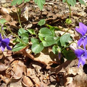 Photographie n°2554240 du taxon Viola canina L. [1753]
