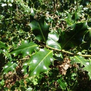 Photographie n°2554242 du taxon Ilex aquifolium L. [1753]