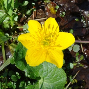 Photographie n°2554244 du taxon Caltha palustris L. [1753]